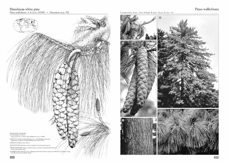 Pinus wallachiana